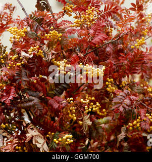 Sorbus - `Joseph Rock' in Autumn colour   TRS012961 Stock Photo